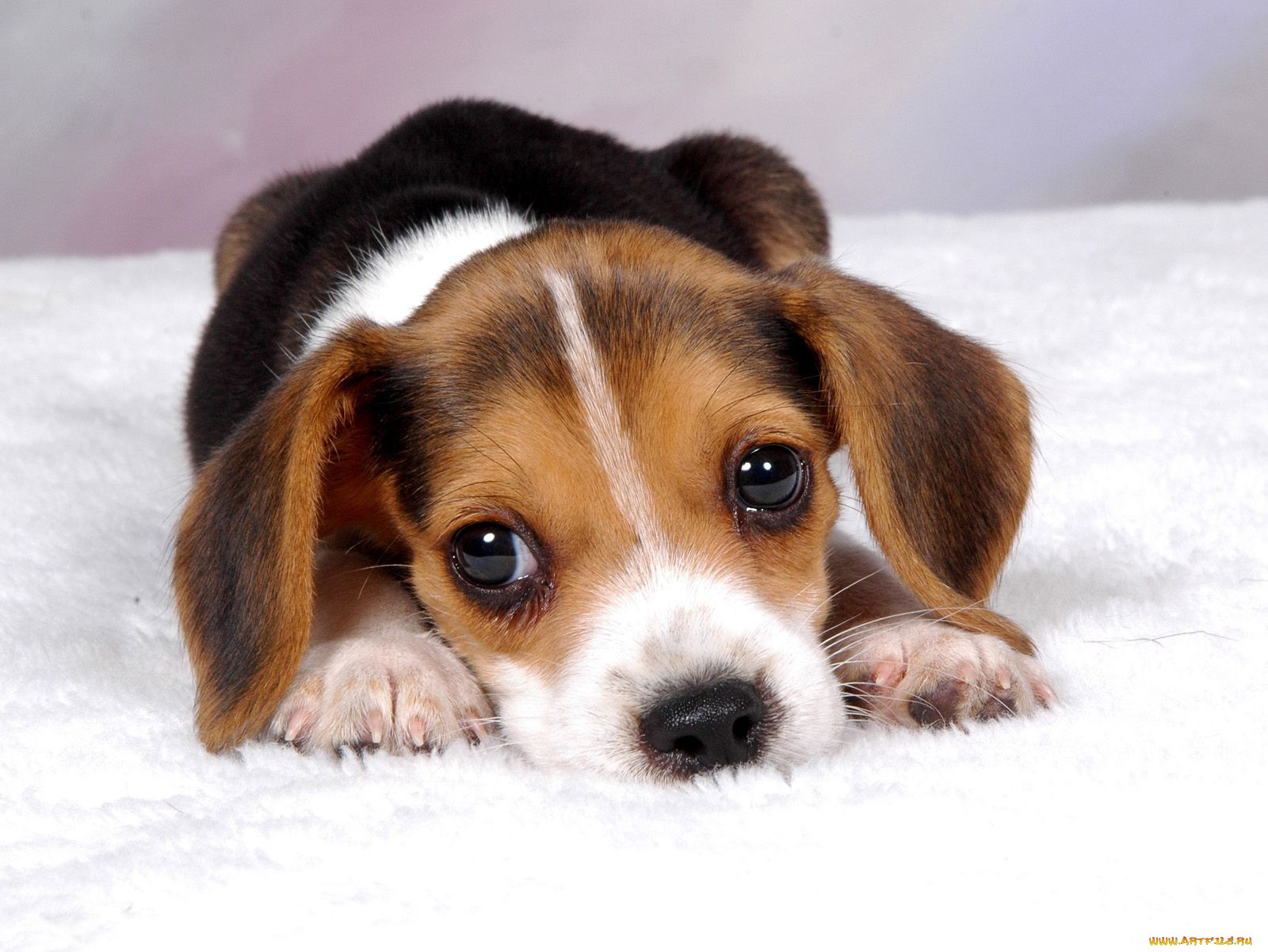 , , dog